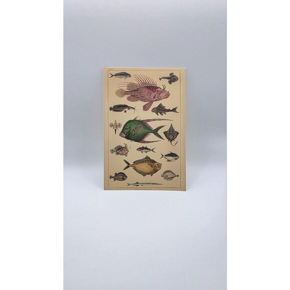 No Brand Other - Vintage Fish Art Print Natural History Marine Life Nautical Coastal Wall Decor